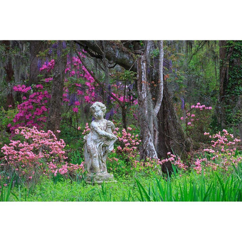 South Carolina-Charleston Azaleas and wisteria blooming at Magnolia Gardens White Modern Wood Framed Art Print by Wells, Joanne