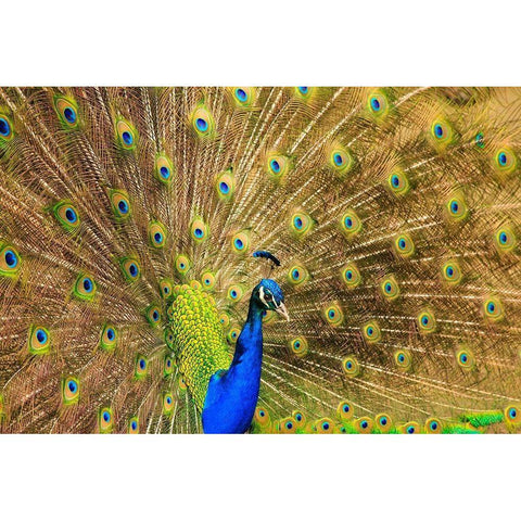 South Carolina-Charleston Peacock displaying spring tail feathers Black Modern Wood Framed Art Print by Wells, Joanne