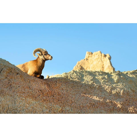 Rocky Mountain Bighorn Sheep (Ovis canadensis) Badlands National Park-South Dakota Gold Ornate Wood Framed Art Print with Double Matting by Majchrowicz, Alan