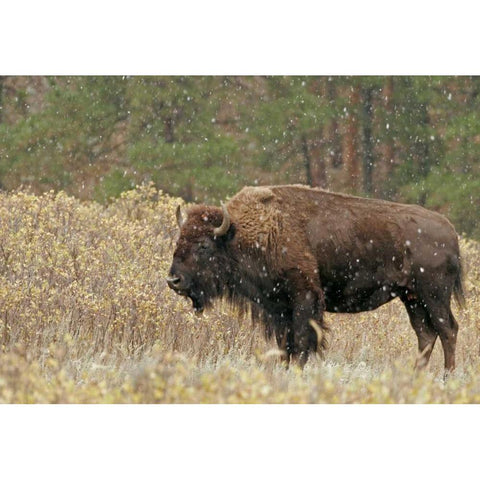 South Dakota, Custer SP Bison in autumn snowfall Black Modern Wood Framed Art Print by Illg, Cathy and Gordon