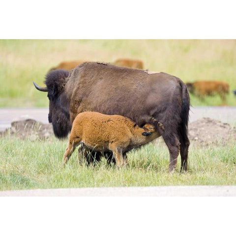 South Dakota, Custer SP Buffalo calf nursing Black Modern Wood Framed Art Print by Lord, Fred