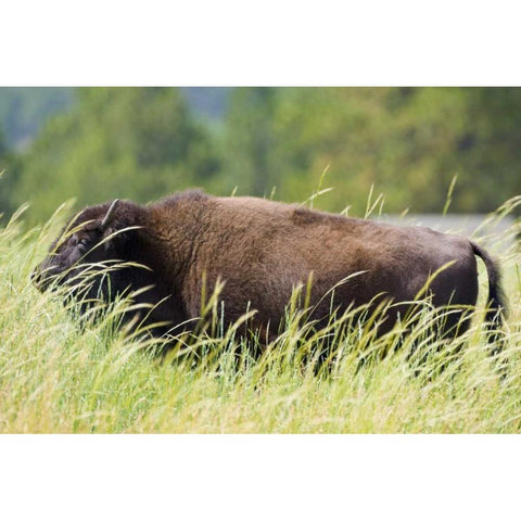 SD, Custer SP Adult buffalo in grassy field White Modern Wood Framed Art Print by Lord, Fred