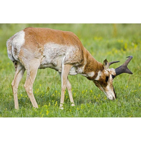 SD, Custer SP Adult male pronghorn grazing White Modern Wood Framed Art Print by Lord, Fred