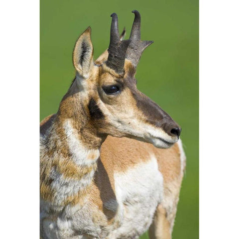 South Dakota, Custer SP Adult male pronghorn Gold Ornate Wood Framed Art Print with Double Matting by Lord, Fred