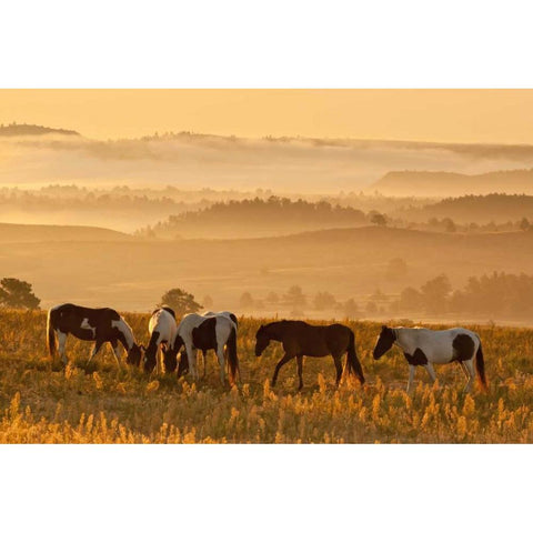 SD, Paint horses at Black Hills Horse Sanctuary Black Modern Wood Framed Art Print by Illg, Cathy and Gordon
