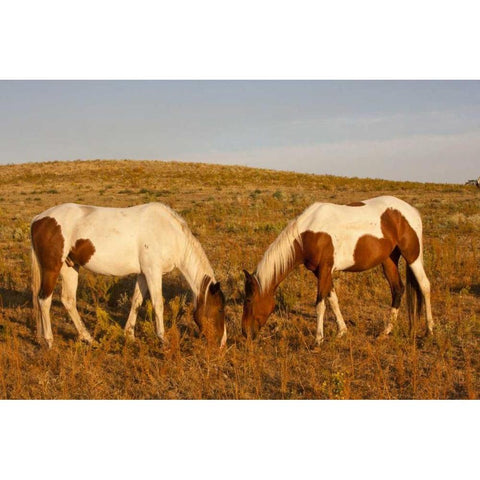 SD, Paint horses graze at a Horse Sanctuary Black Modern Wood Framed Art Print by Illg, Cathy and Gordon