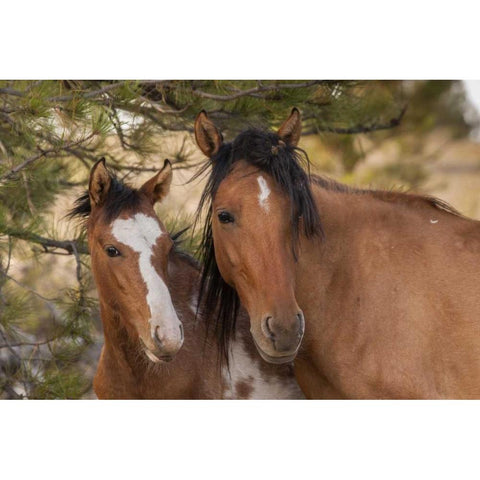SD Portrait of wild horse mare and colt Black Modern Wood Framed Art Print by Illg, Cathy and Gordon