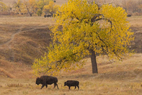 South Dakota, Custer SP Bison mother and calf Black Ornate Wood Framed Art Print with Double Matting by Illg, Cathy and Gordon