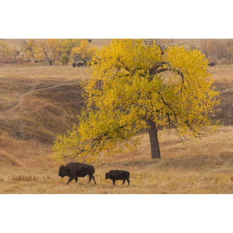 South Dakota, Custer SP Bison mother and calf White Modern Wood Framed Art Print by Illg, Cathy and Gordon