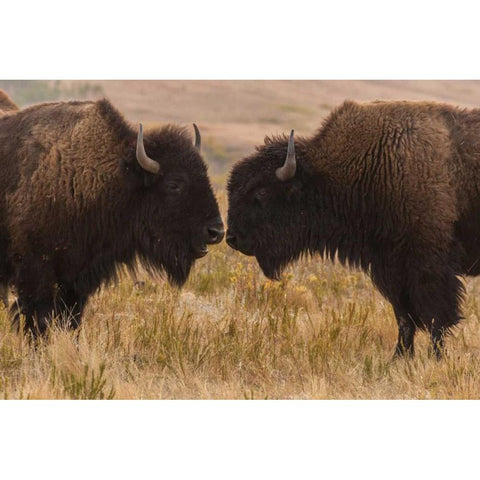 South Dakota, Custer SP Two bison face-to-face Black Modern Wood Framed Art Print by Illg, Cathy and Gordon