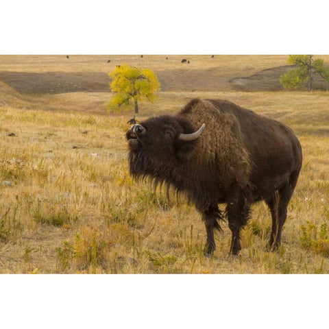 South Dakota, Custer SP Bellowing bison Gold Ornate Wood Framed Art Print with Double Matting by Illg, Cathy and Gordon