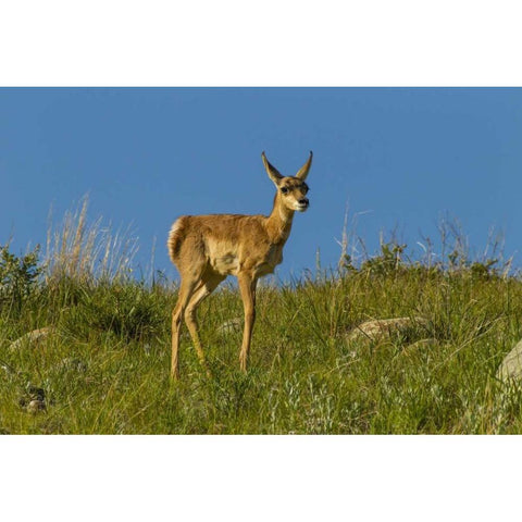 South Dakota Pronghorn fawn in Custer State Park Black Modern Wood Framed Art Print by Illg, Cathy and Gordon
