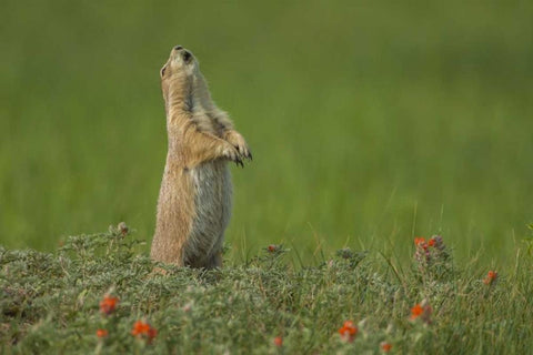 SD, Custer SP black-tailed prairie dog calling Black Ornate Wood Framed Art Print with Double Matting by Illg, Cathy and Gordon