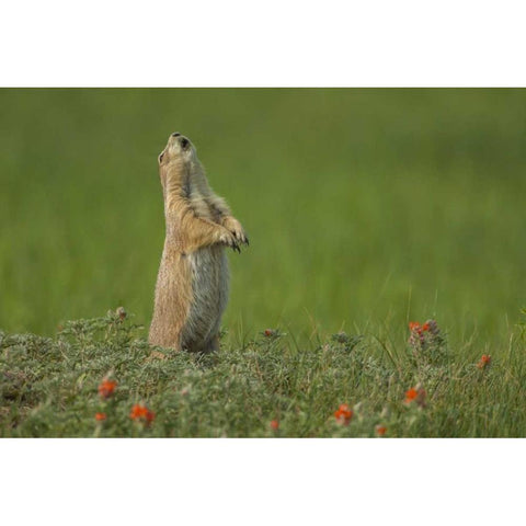 SD, Custer SP black-tailed prairie dog calling Black Modern Wood Framed Art Print by Illg, Cathy and Gordon