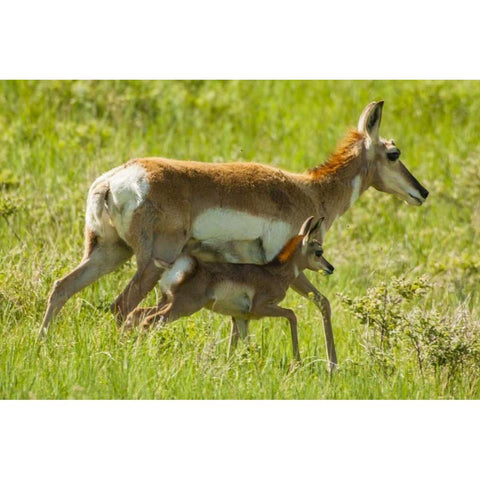 South Dakota, Custer SP Pronghorn with its fawn Black Modern Wood Framed Art Print by Illg, Cathy and Gordon