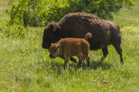 South Dakota, Custer SP Bison mother and calf Black Ornate Wood Framed Art Print with Double Matting by Illg, Cathy and Gordon