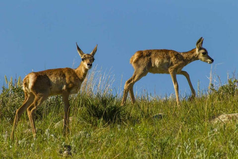 South Dakota Pronghorn fawns in Custer SP Black Ornate Wood Framed Art Print with Double Matting by Illg, Cathy and Gordon