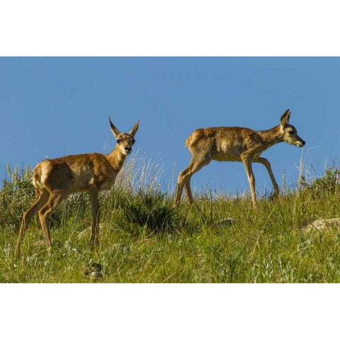 South Dakota Pronghorn fawns in Custer SP Black Modern Wood Framed Art Print by Illg, Cathy and Gordon
