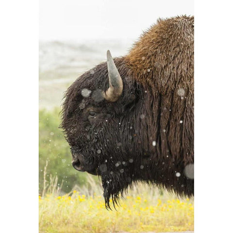 South Dakota, Custer State Park Profile of bison Black Modern Wood Framed Art Print with Double Matting by Illg, Cathy and Gordon