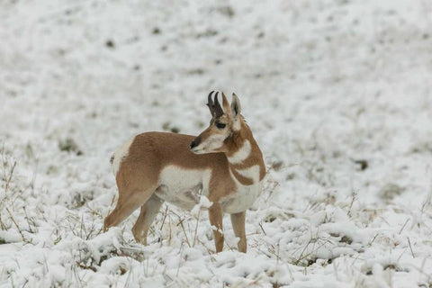 SD, Custer SP pronghorn in snow-covered field White Modern Wood Framed Art Print with Double Matting by Illg, Cathy and Gordon