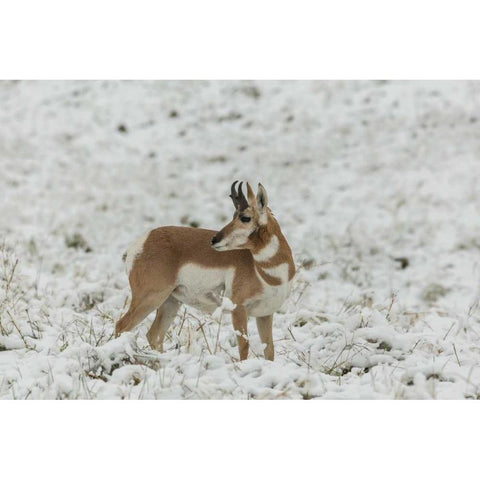 SD, Custer SP pronghorn in snow-covered field Black Modern Wood Framed Art Print by Illg, Cathy and Gordon