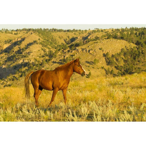 South Dakota, Wild Horse Sanctuary Wild horse Black Modern Wood Framed Art Print by Illg, Cathy and Gordon