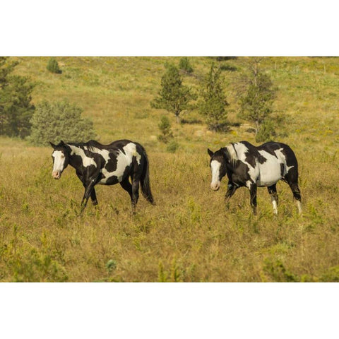 SD, Wild Horse Sanctuary Wild horses in field Black Modern Wood Framed Art Print by Illg, Cathy and Gordon