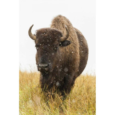 South Dakota, Custer SP Bison and snowflakes Black Modern Wood Framed Art Print by Illg, Cathy and Gordon