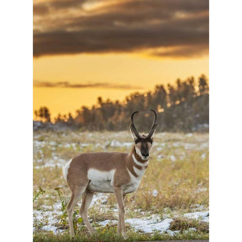 South Dakota, Custer SP Pronghorn at sunrise Black Modern Wood Framed Art Print by Illg, Cathy and Gordon