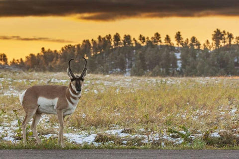 South Dakota, Custer SP Pronghorn at sunrise White Modern Wood Framed Art Print with Double Matting by Illg, Cathy and Gordon