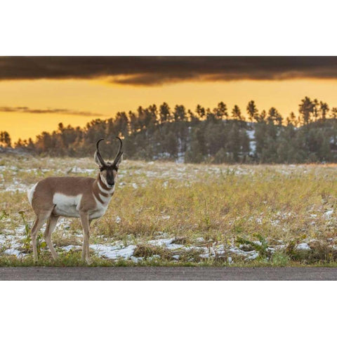 South Dakota, Custer SP Pronghorn at sunrise Black Modern Wood Framed Art Print by Illg, Cathy and Gordon