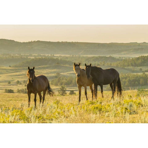 SD, Wild Horse Sanctuary Wild horses in field Black Modern Wood Framed Art Print by Illg, Cathy and Gordon