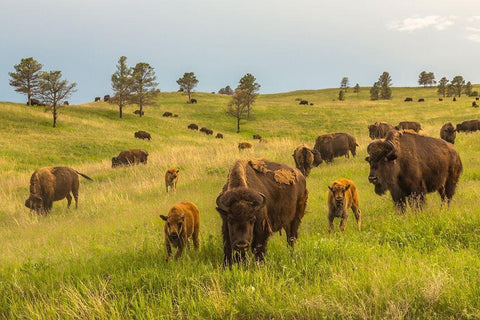 South Dakota-Custer State Park Bison parents and calves in meadow  White Modern Wood Framed Art Print with Double Matting by Jaynes Gallery
