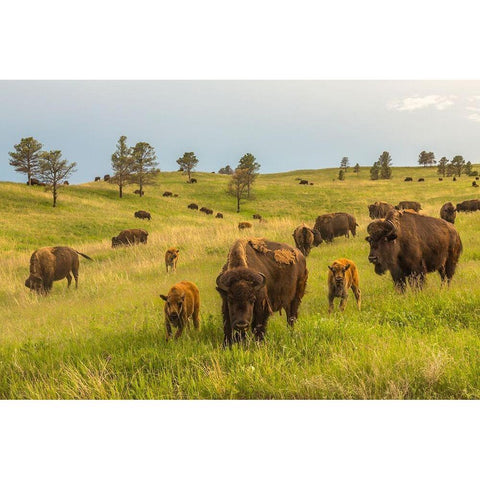 South Dakota-Custer State Park Bison parents and calves in meadow  Black Modern Wood Framed Art Print by Jaynes Gallery