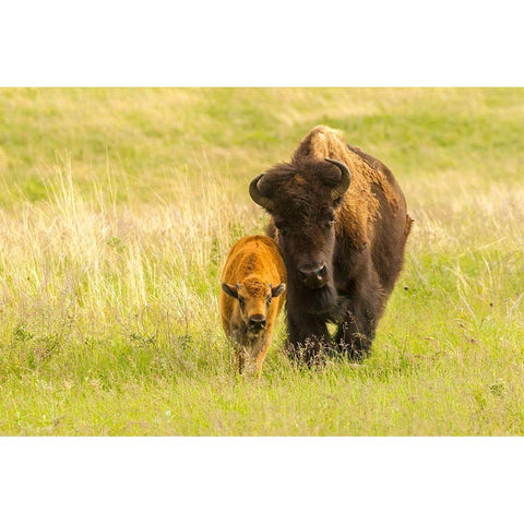 South Dakota-Custer State Park Bison parent and calf in meadow  Black Modern Wood Framed Art Print by Jaynes Gallery