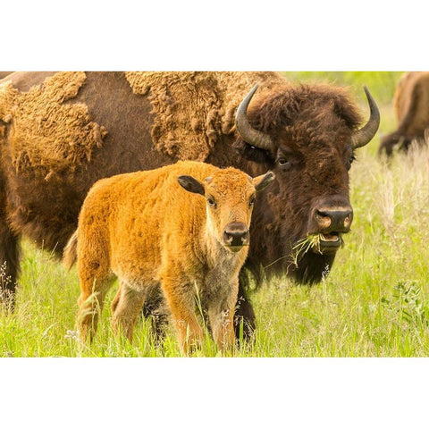 South Dakota-Custer State Park Bison parent and calf in meadow  Black Modern Wood Framed Art Print by Jaynes Gallery