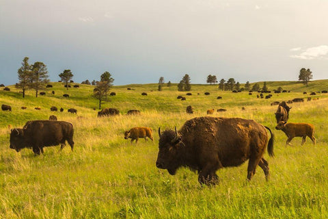 South Dakota-Custer State Park-bison herd Black Ornate Wood Framed Art Print with Double Matting by Jaynes Gallery