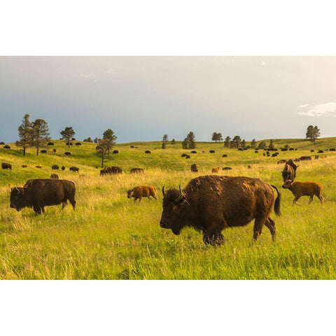 South Dakota-Custer State Park-bison herd Black Modern Wood Framed Art Print by Jaynes Gallery
