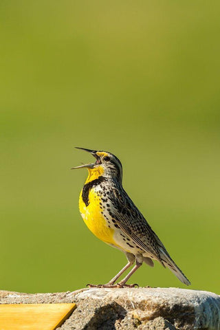 South Dakota-Custer State Park Western meadowlark singing atop rock  Black Ornate Wood Framed Art Print with Double Matting by Jaynes Gallery