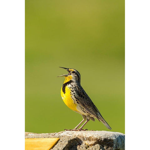 South Dakota-Custer State Park Western meadowlark singing atop rock  Black Modern Wood Framed Art Print by Jaynes Gallery