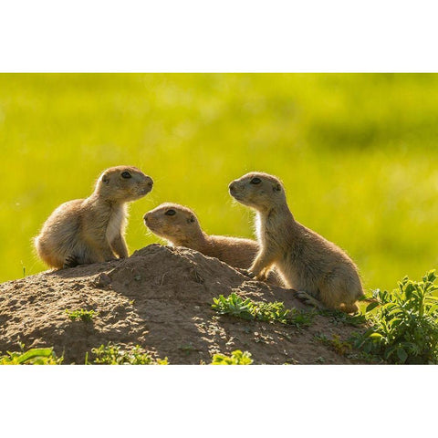 South Dakota-Custer State Park Young prairie dogs at den  Black Modern Wood Framed Art Print by Jaynes Gallery