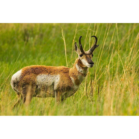 South Dakota-Custer State Park Pronghorn antelope buck  Black Modern Wood Framed Art Print by Jaynes Gallery