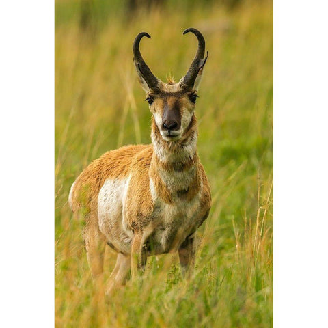 South Dakota-Custer State Park Pronghorn antelope buck  Black Modern Wood Framed Art Print by Jaynes Gallery