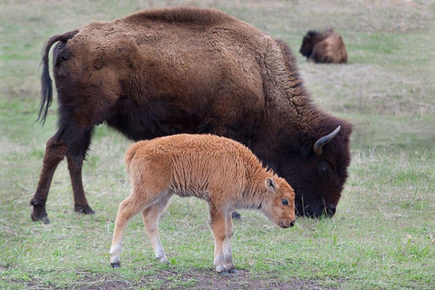 South Dakota-Custer State Park-Bison mother and calf-Bison bison White Modern Wood Framed Art Print with Double Matting by Wild, Jamie and Judy