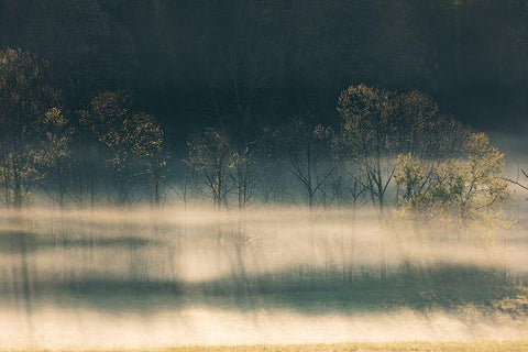 Foggy meadow at sunrise-Cades Cove-Smoky Mountains National Park-Tennessee White Modern Wood Framed Art Print with Double Matting by Jones, Adam