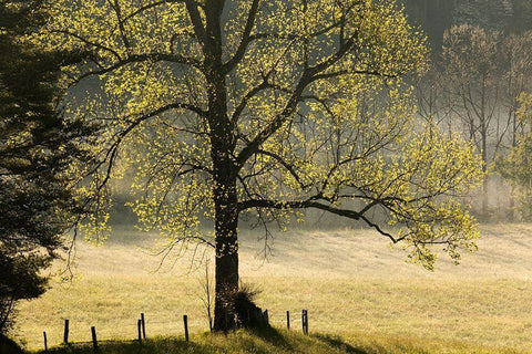 Tree backlit at sunrise-Cades Cove-Cades Cove-Smoky Mountains National Park-Tennessee Black Ornate Wood Framed Art Print with Double Matting by Jones, Adam