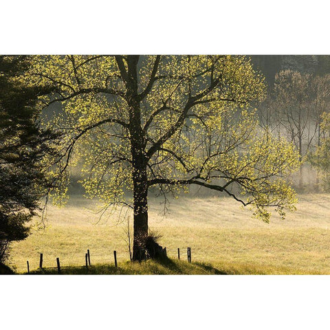 Tree backlit at sunrise-Cades Cove-Cades Cove-Smoky Mountains National Park-Tennessee Black Modern Wood Framed Art Print by Jones, Adam