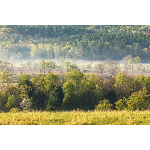 Foggy meadow at sunrise-Cades Cove-Smoky Mountains National Park-Tennessee Gold Ornate Wood Framed Art Print with Double Matting by Jones, Adam