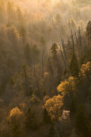 Spring sunset from Morton Overlook-Great Smoky Mountains National Park-Tennessee Black Ornate Wood Framed Art Print with Double Matting by Jones, Adam