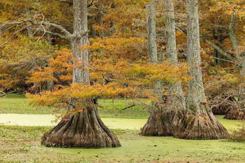 Autumn view of Bald Cypress trees-Reelfoot Lake State Park-Tennessee Black Ornate Wood Framed Art Print with Double Matting by Jones, Adam